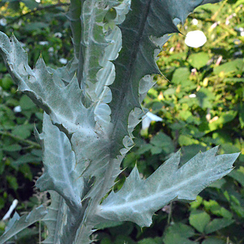 Leaf of Cotton Thistle