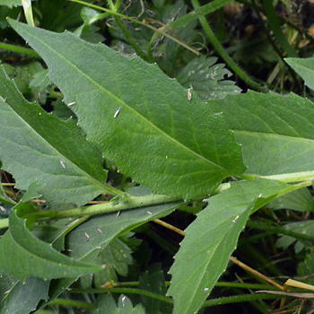 Leaf of Dame's Violet