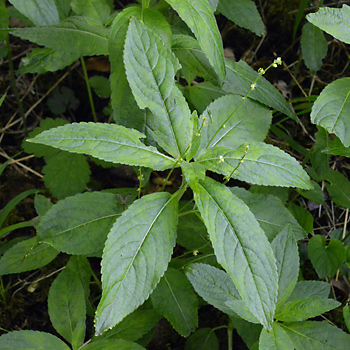 Leaf of Dog's Mercury 
