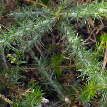 Leaf of Dwarf Gorse 