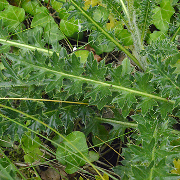 Leaf of Dwarf Thistle