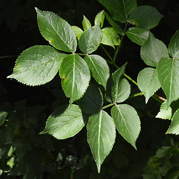 Leaf of Black Elderberry