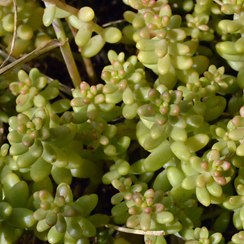 Leaf of English Stonecrop