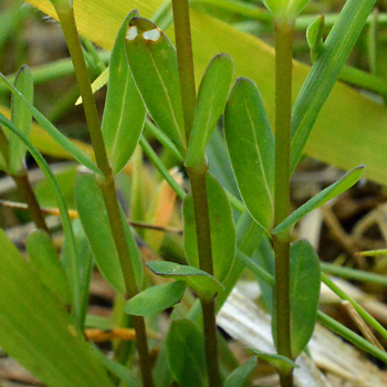 Leaf of Fairy Flax 