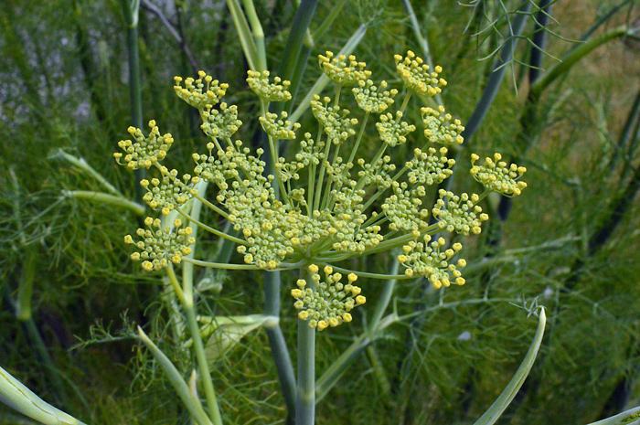 Main image of Common Fennel