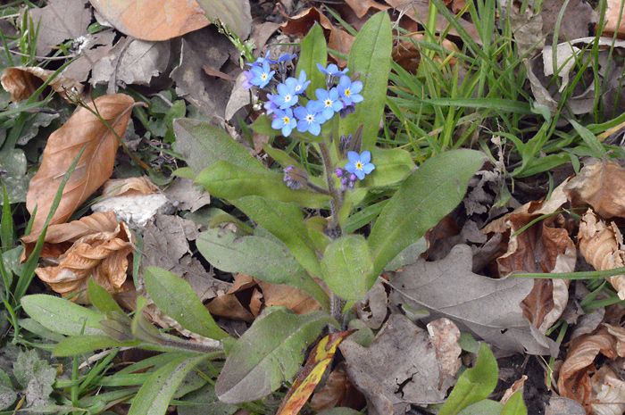 Main image of Wood Forget-Me-Not  