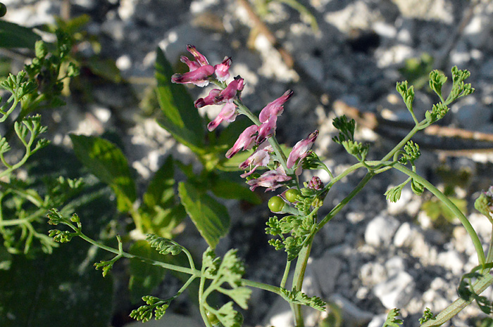 Main image of Common Fumitory