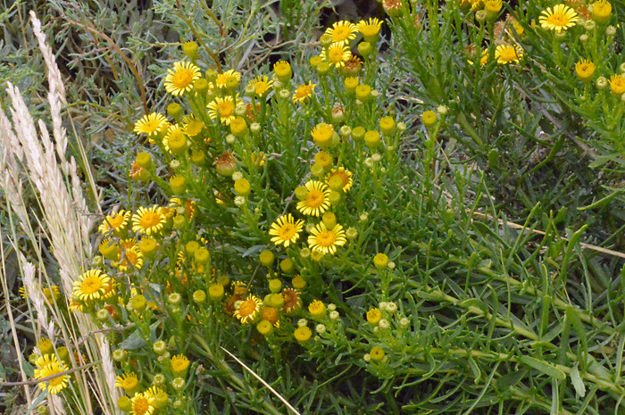 Main image of Golden Samphire 