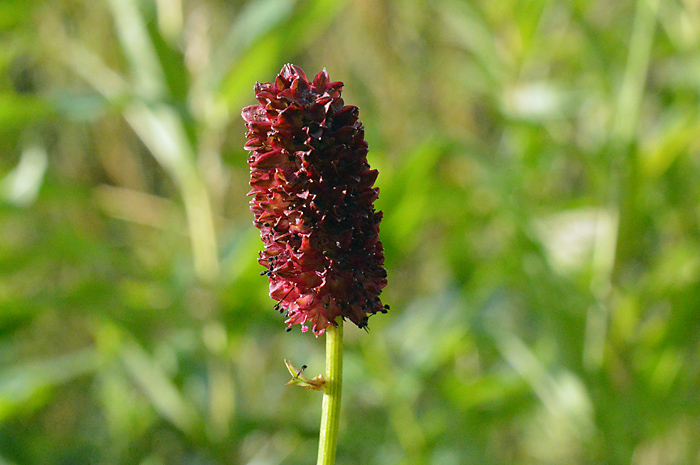 Main image of Great Burnet 
