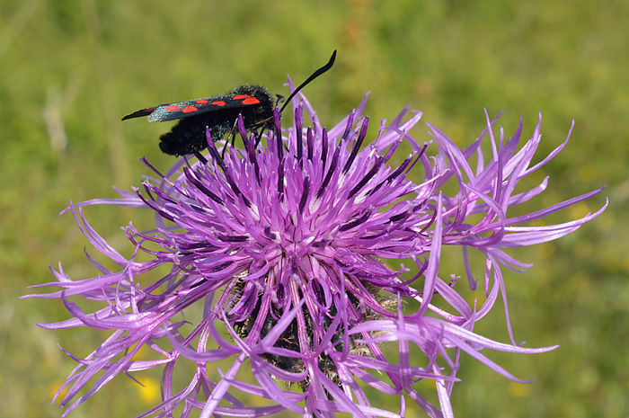 Main image of Greater Knapweed