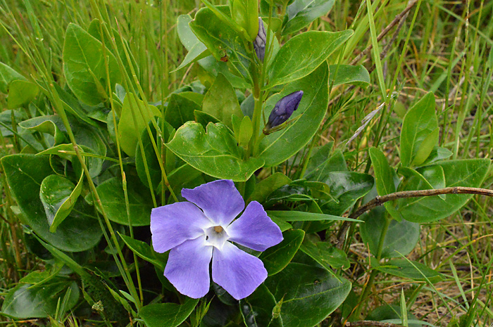 Main image of Greater Periwinkle 