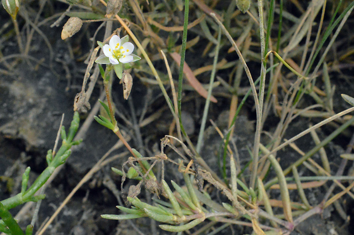 Main image of Greater Sea-Spurrey 