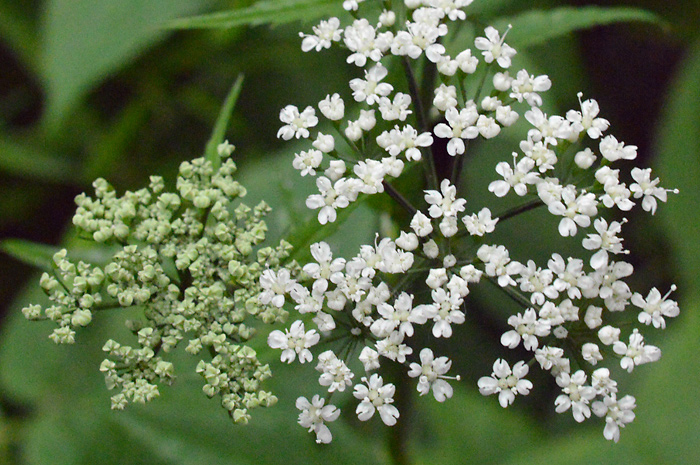 Main image of Ground Elder