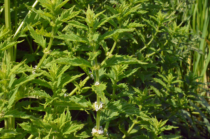Main image of Gypsywort  