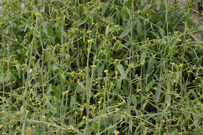 Main image of Common Hedge Mustard