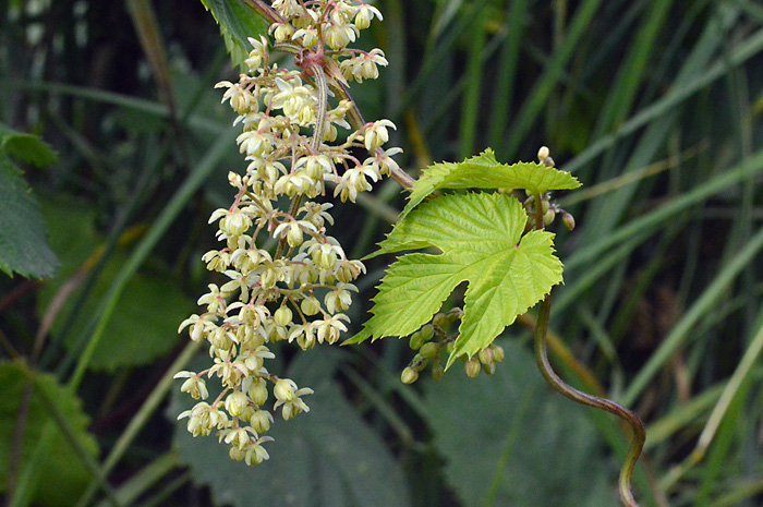 Main image of Common Hop  