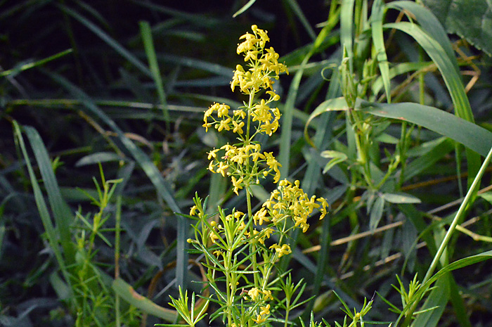 Main image of Lady's Bedstraw 