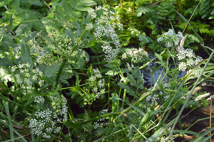 Main image of Lesser Water Parsnip