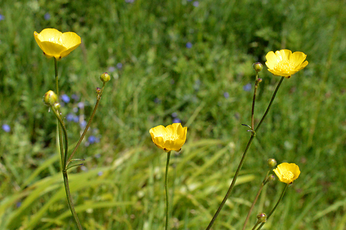 Main image of Meadow Buttercup