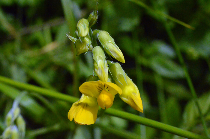 Main image of Meadow Vetchling 
