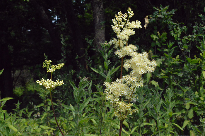 Main image of Meadowsweet  