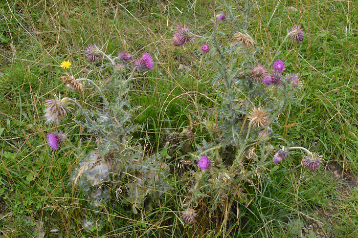 Main image of Musk Thistle