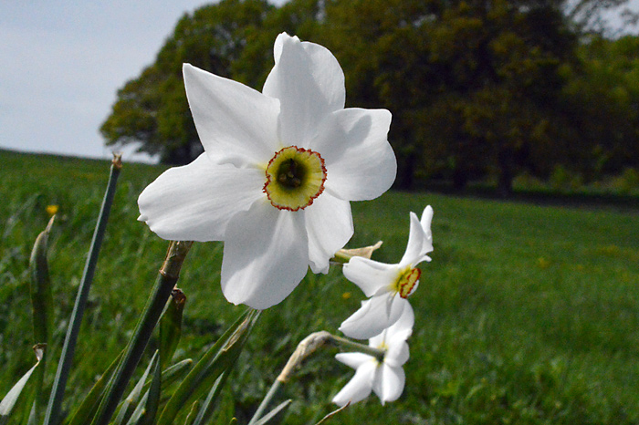 Main image of Pheasant's Eye Narcissus