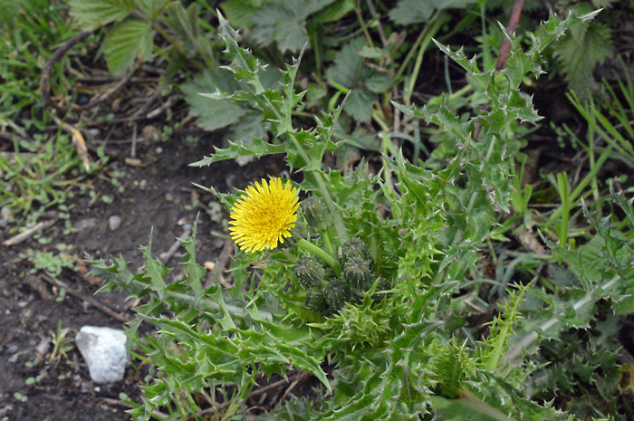 Main image of Prickly Sow Thistle