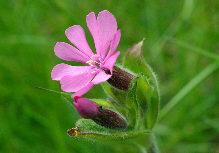 Main image of Red Campion