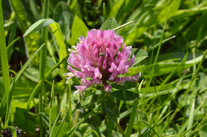Main image of Red Clover