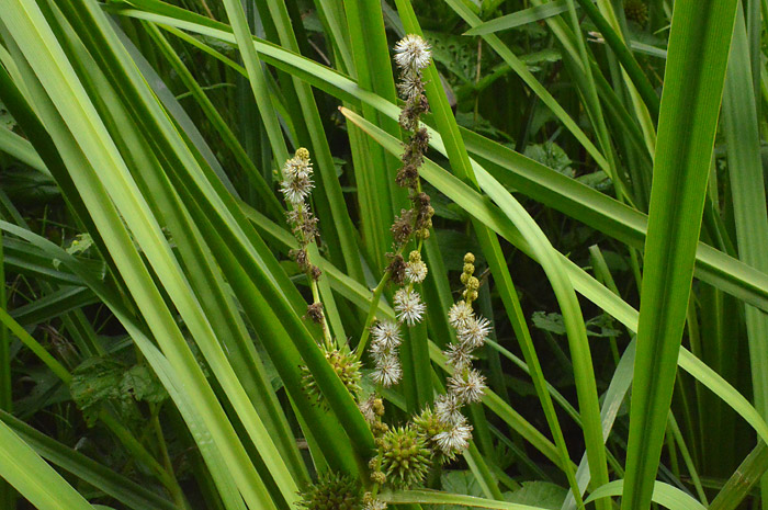 Main image of Branched Bur-Reed 