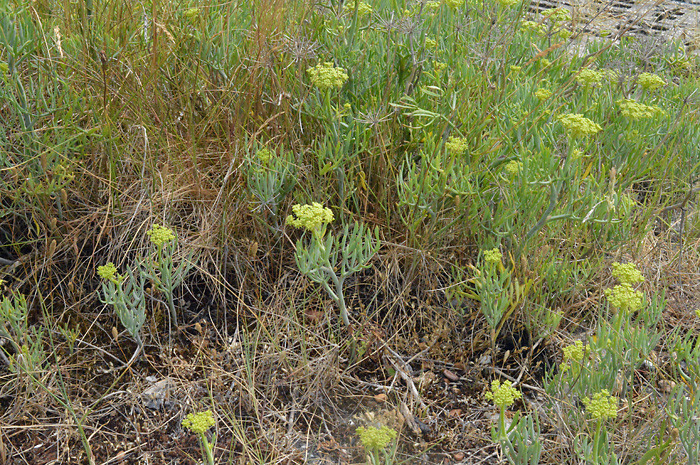 Main image of Rock Samphire 