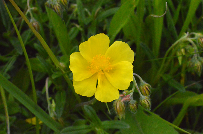 Main image of Common Rock-Rose  