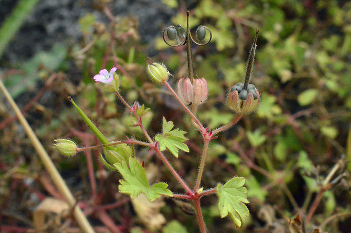 Main image of Round-Leaved Cranesbill 
