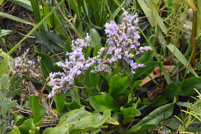 Main image of Common Sea-Lavender  