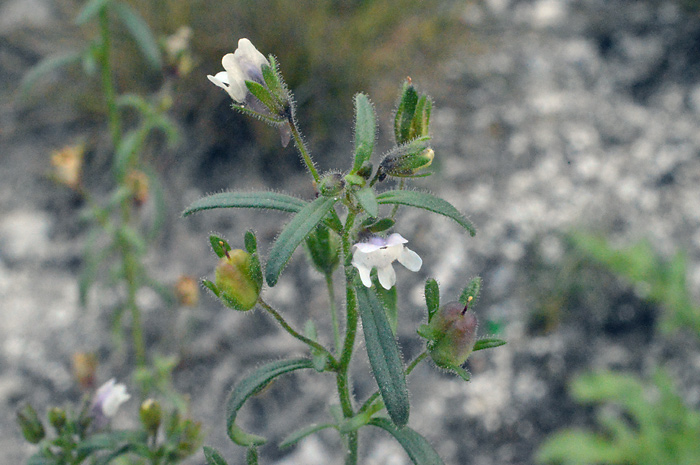 Main image of Small Toadflax