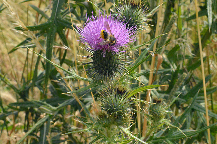 Main image of Spear Thistle 