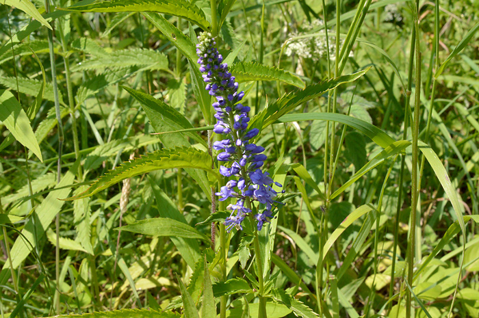 Main image of Long-Leaved Speedwell 