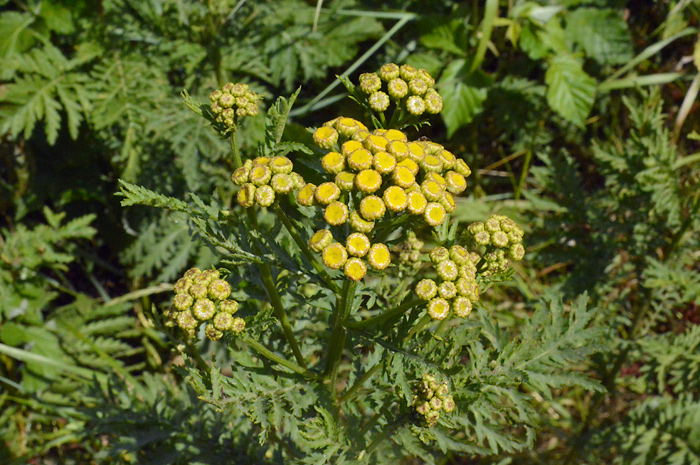 Main image of Tansy  