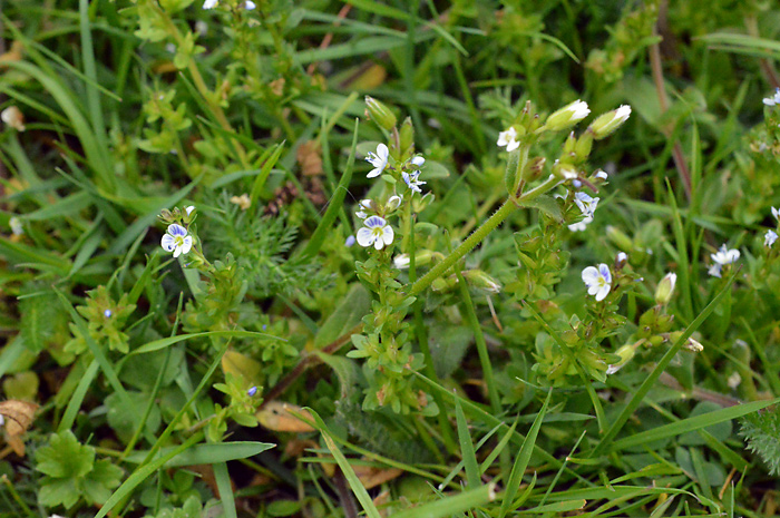 Main image of Thyme-Leaved Speedwell