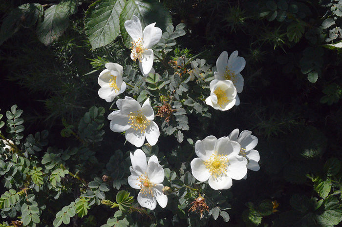 Main image of Burnet Rose 
