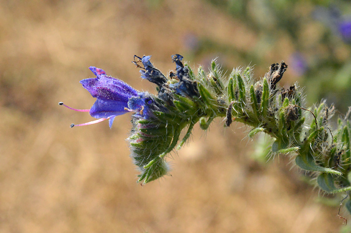 Main image of Viper's Bugloss 