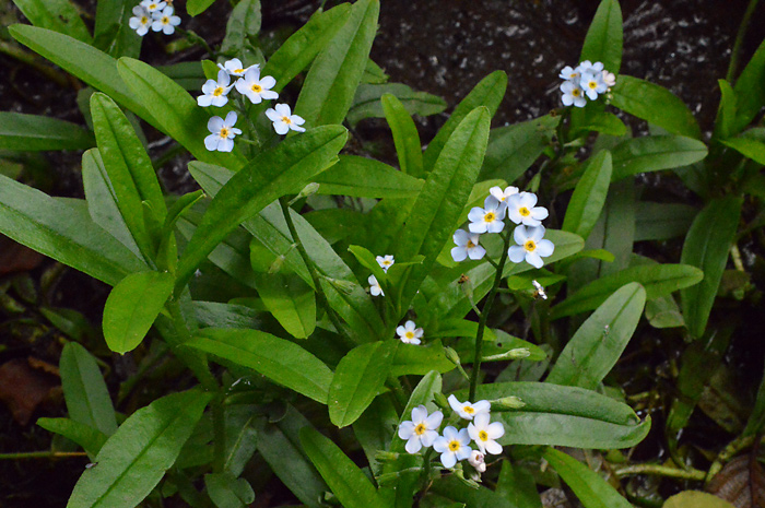 Main image of Water Forget-Me-Not 