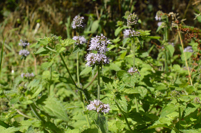 Main image of Water Mint 