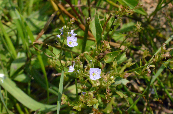 Main image of Water Speedwell 