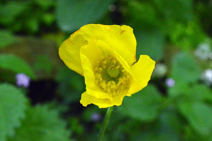 Main image of Welsh Poppy 