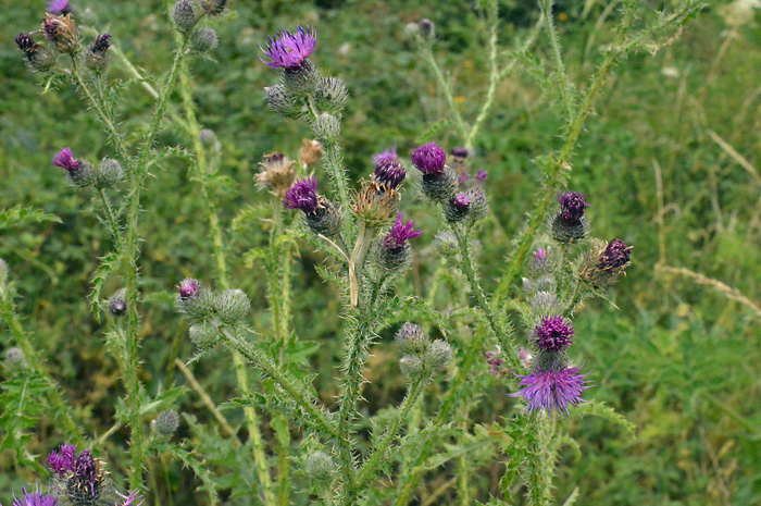 Main image of Welted Thistle