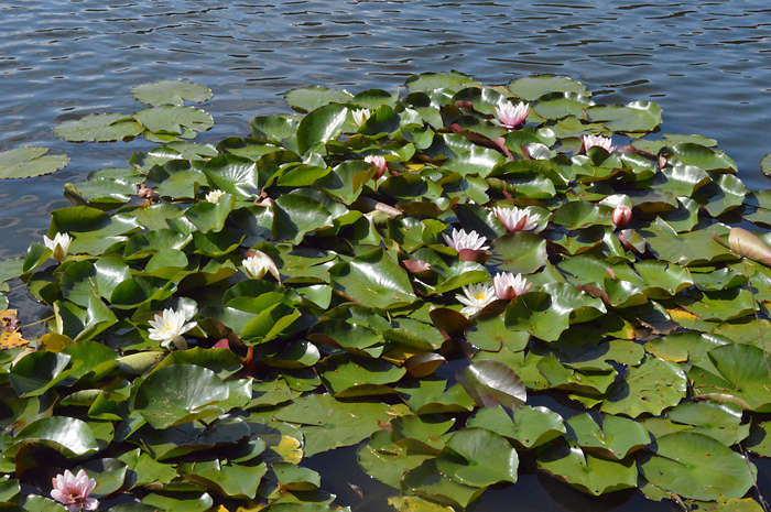 Main image of White Water-Lily 