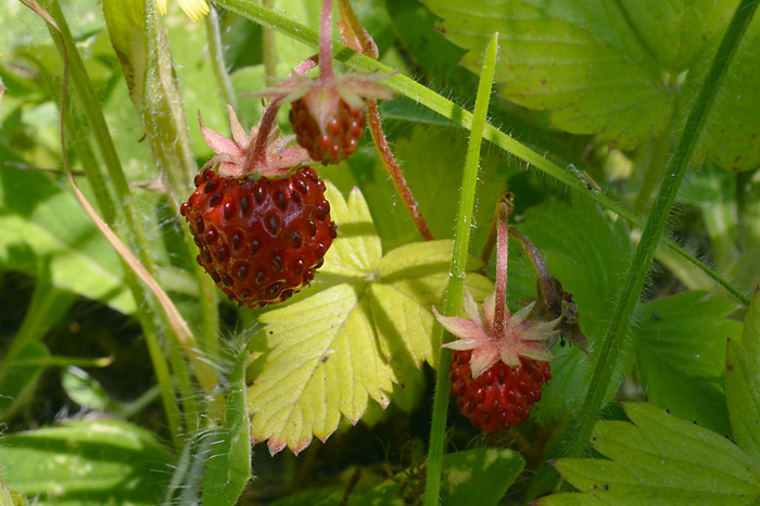 Main image of Woodland Strawberry 