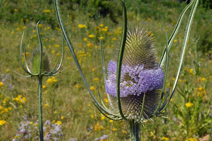 Wild Teasel 